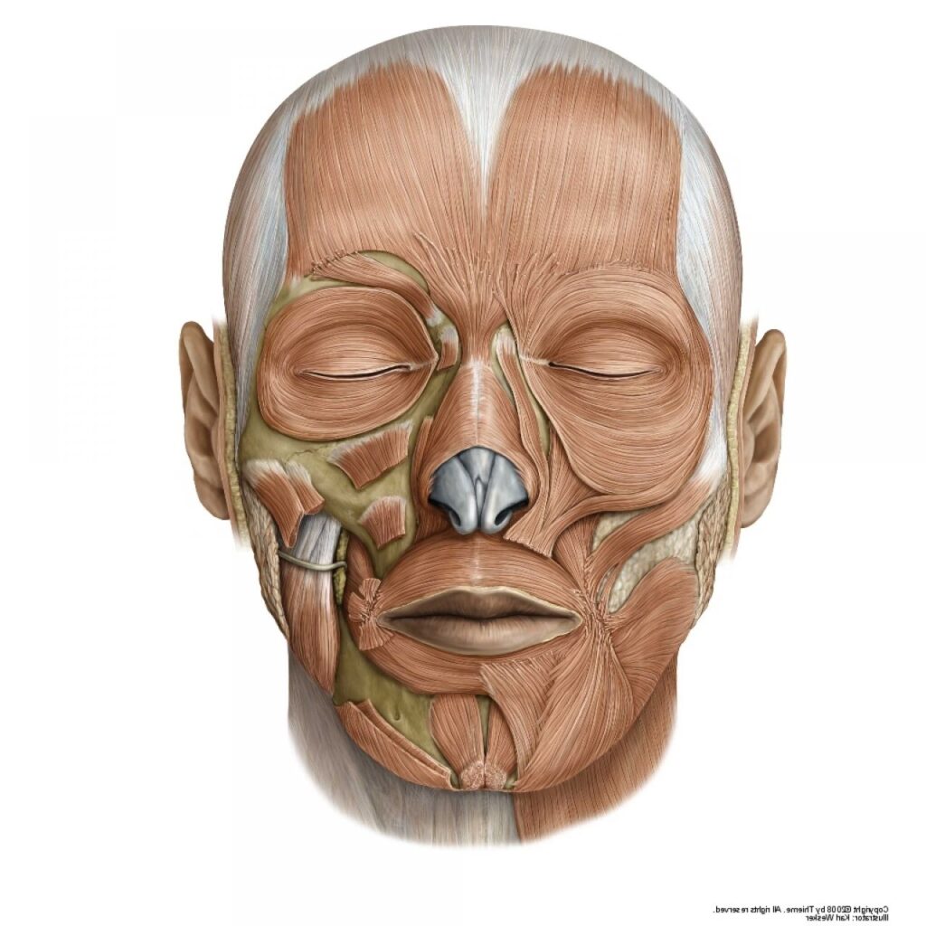 insan yüzü anatomisi