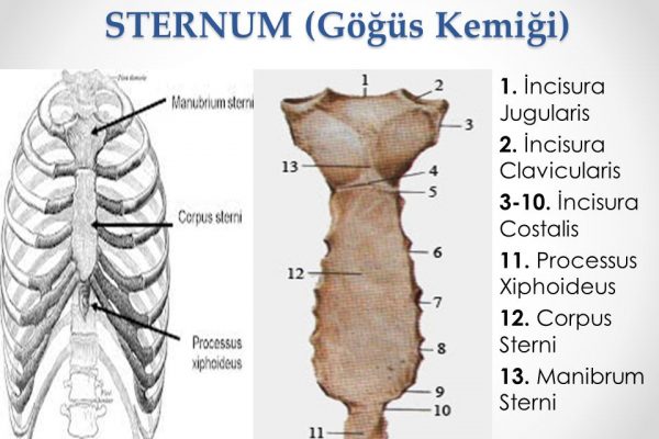 STERNUM+(Göğüs+Kemiği)