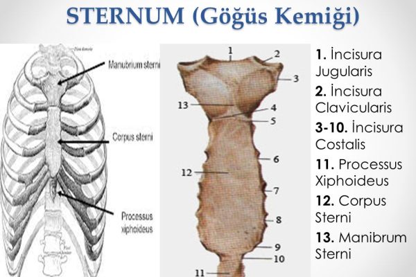 STERNUM+(Göğüs+Kemiği)