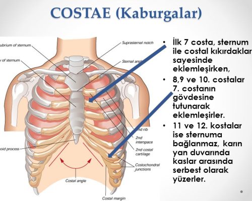 8,9 ve 10. costalar 7. costanın gövdesine tutunarak eklemleşirler. 11 ve 12. kostalar ise sternuma bağlanmaz, karın yan duvarında kaslar arasında serbest olarak yüzerler.